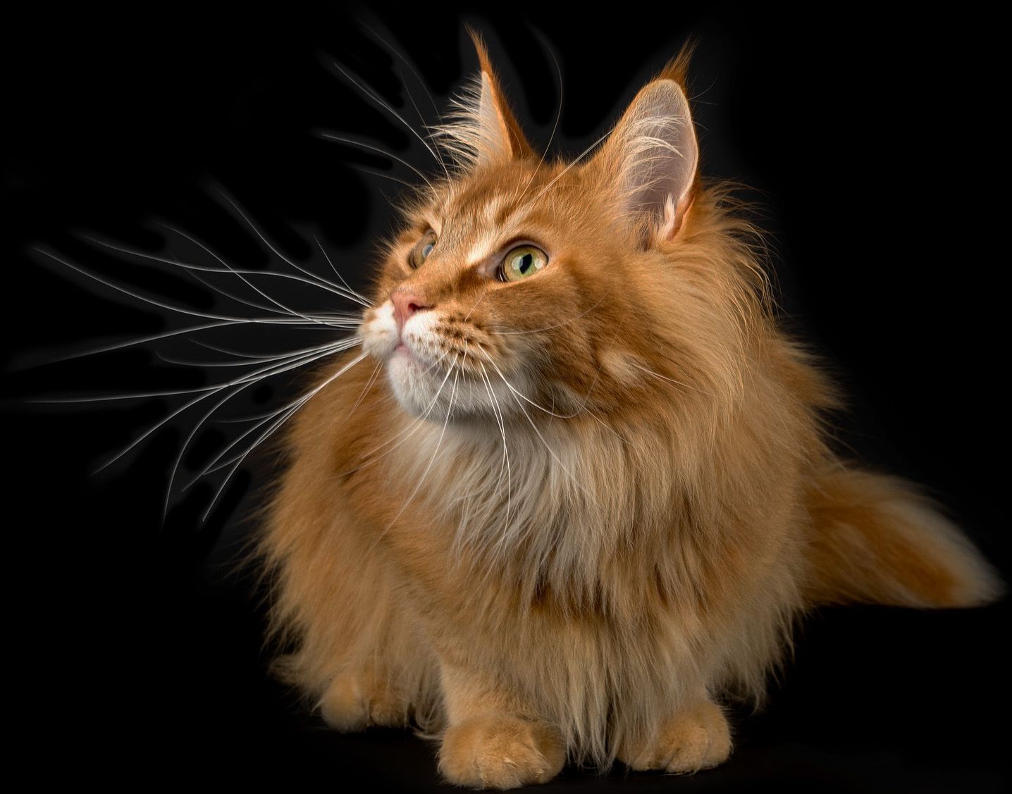 Een maine coon kat