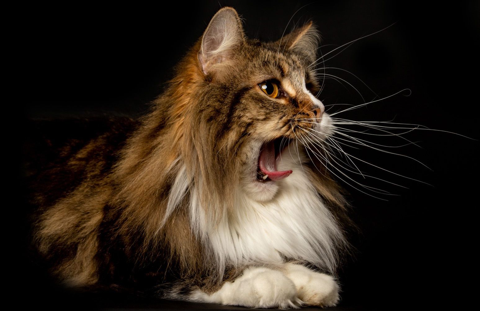 Een maine coon kat