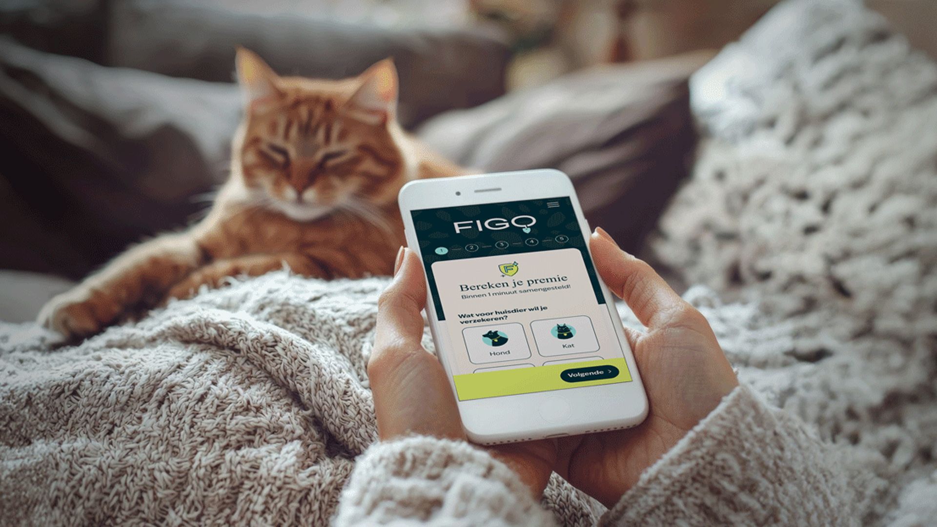 Hoopo. For really great cat products.