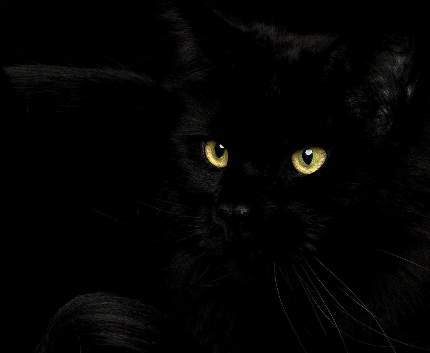 Een zwarte maine coon kat