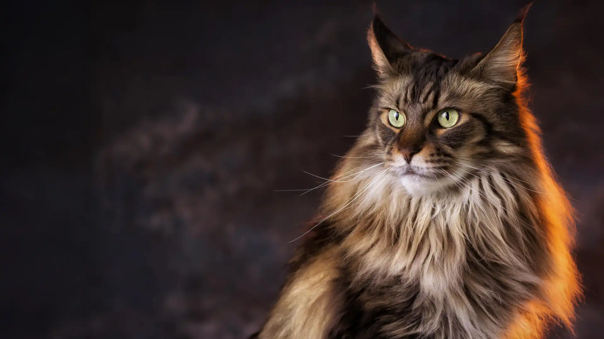 Een Maine Coon kat.